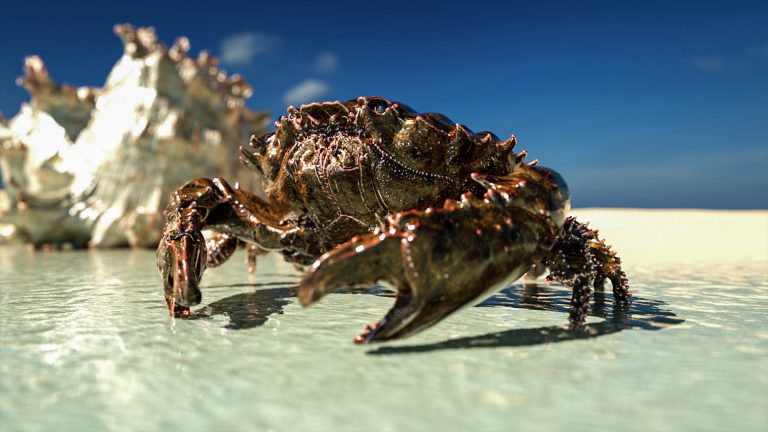 Krabbe am Strand