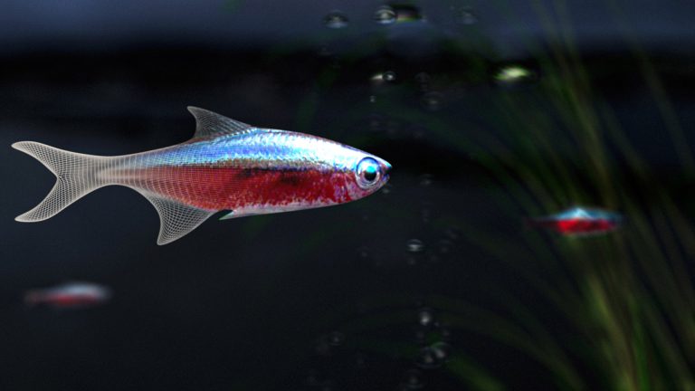 Kleiner Neonfisch
