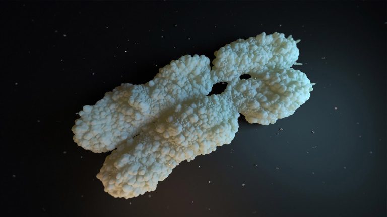 X-Chromsom