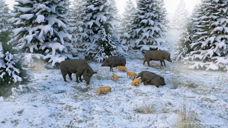 Wildschwein Familie im Schnee